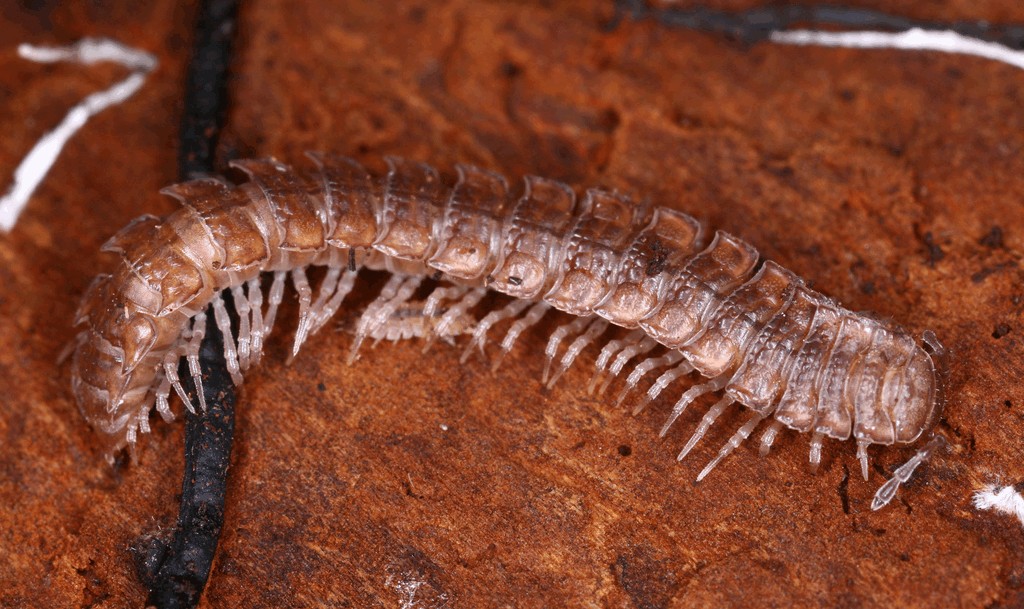 Polydesmus_complanatus016.jpg