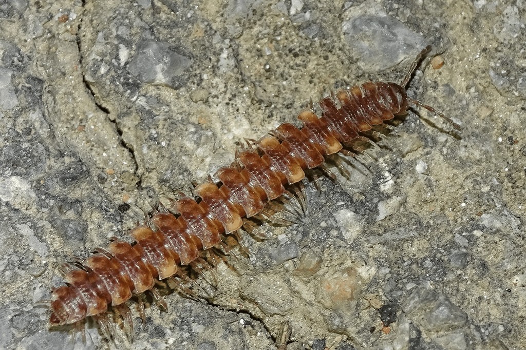 Polydesmus_complanatus017.jpg