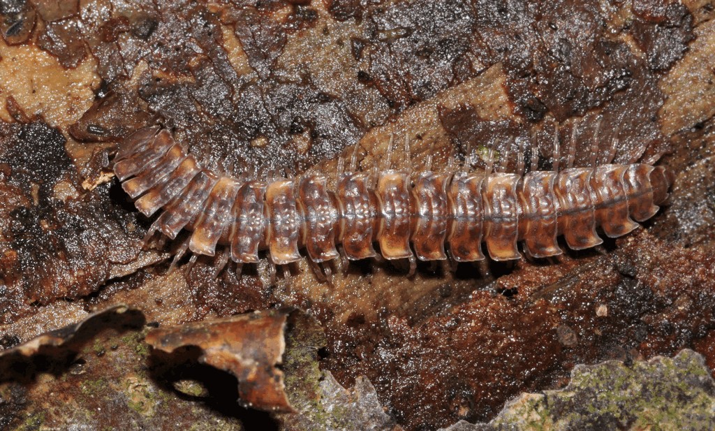 Polydesmus_complanatus02.jpg