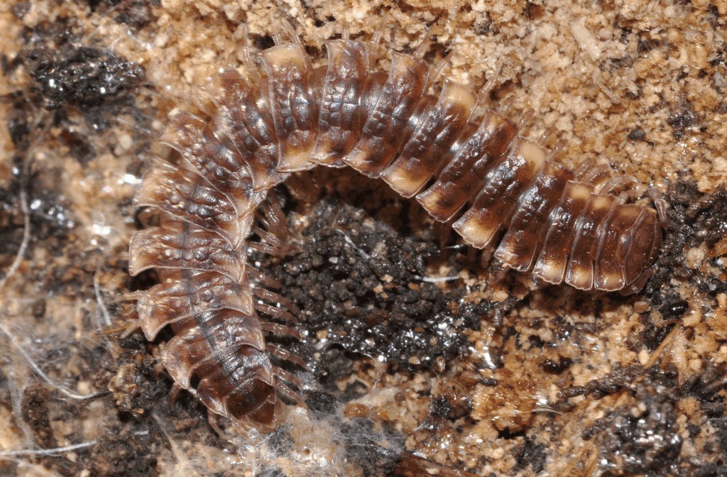 Polydesmus_complanatus05.jpg