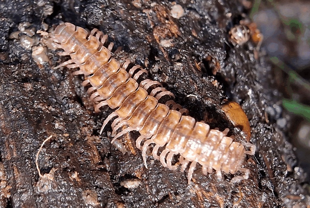 Polydesmus_complanatus06.jpg