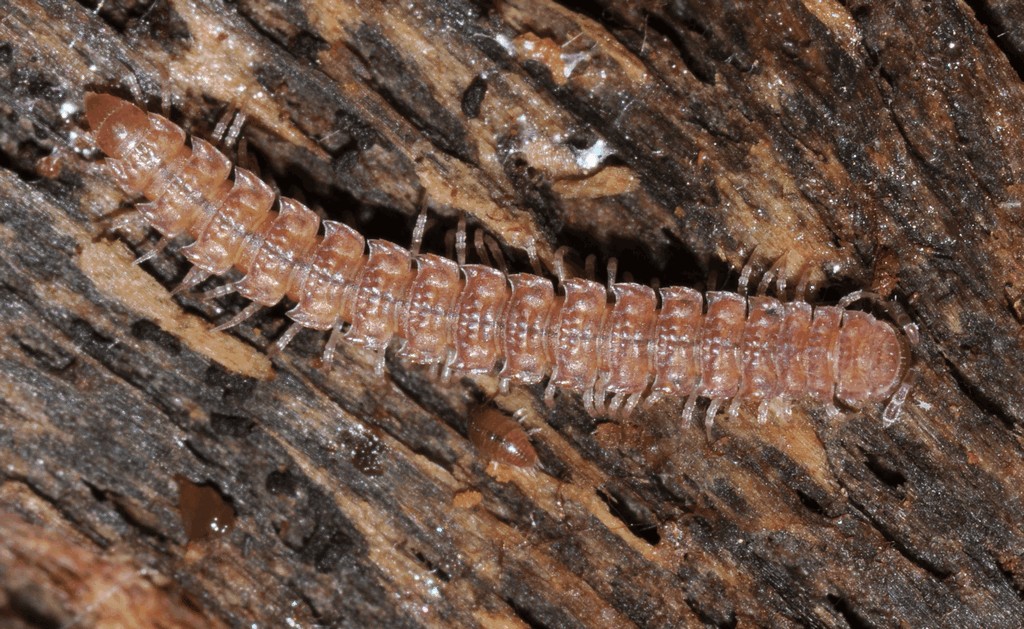 Polydesmus_denticulatus01.jpg