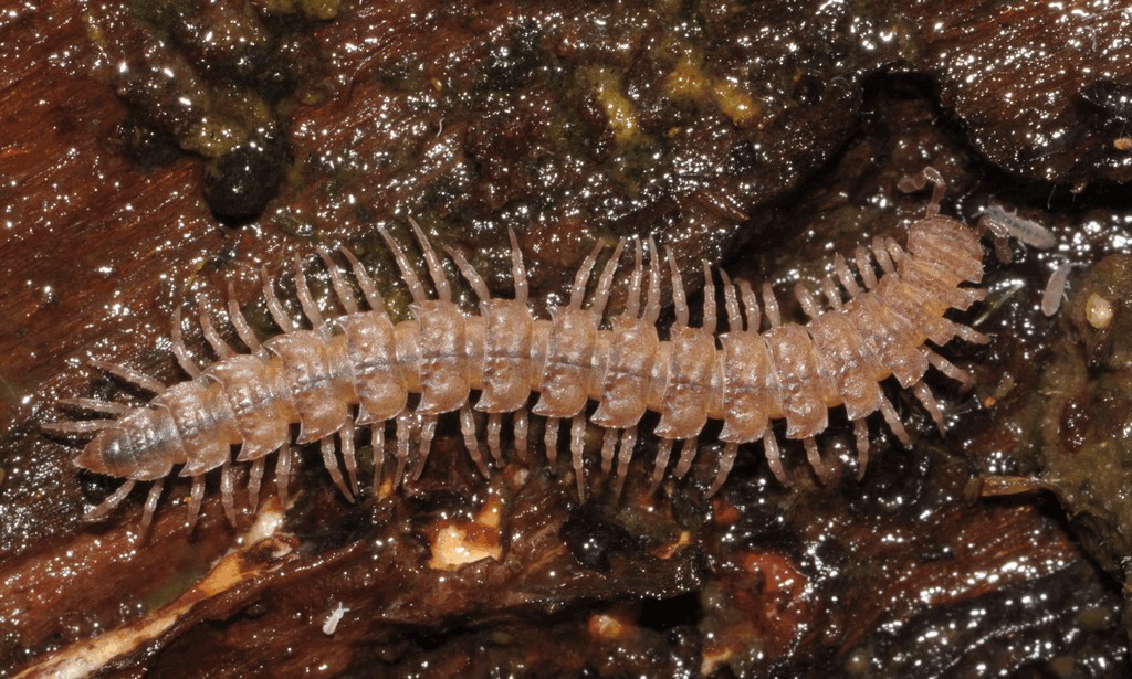 Polydesmus_denticulatus02.jpg