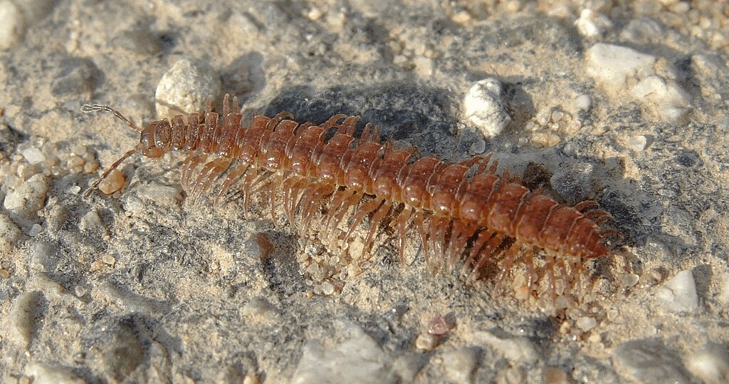 Polydesmus_denticulatus03.jpg