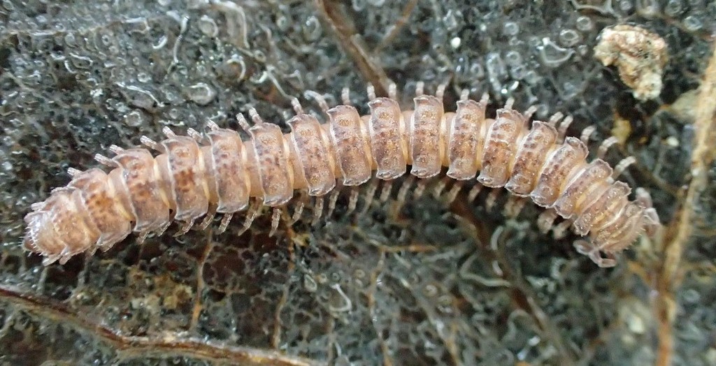 Polydesmus_denticulatus07.jpg