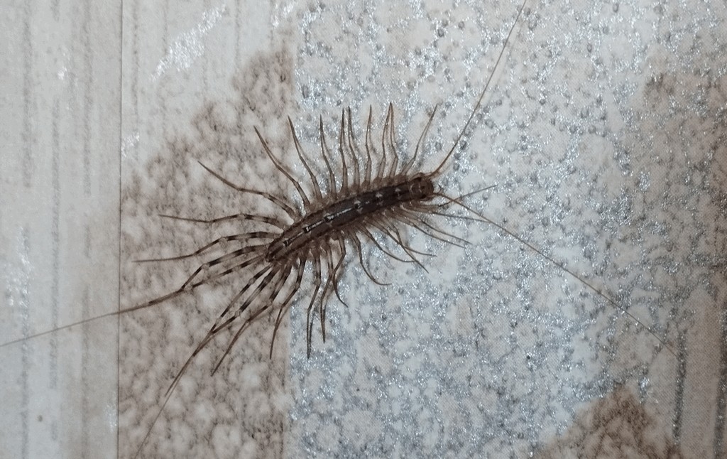 Scutigera_coleoptrata0.jpg