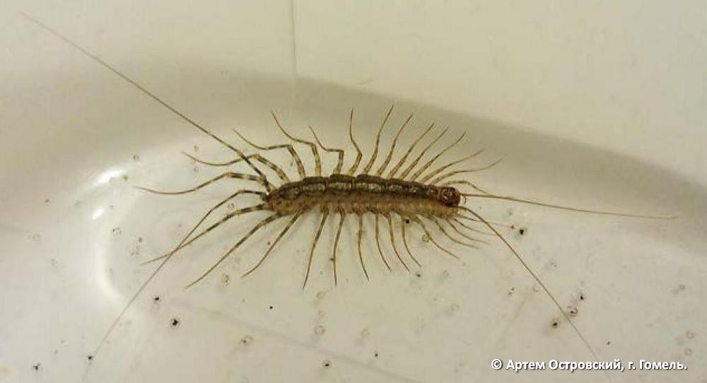 Scutigera_coleoptrata00.jpg