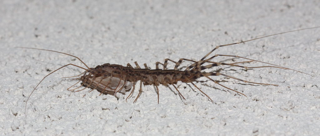 Scutigera_coleoptrata011a.jpg