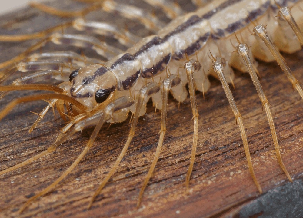 Scutigera_coleoptrata012a.jpg