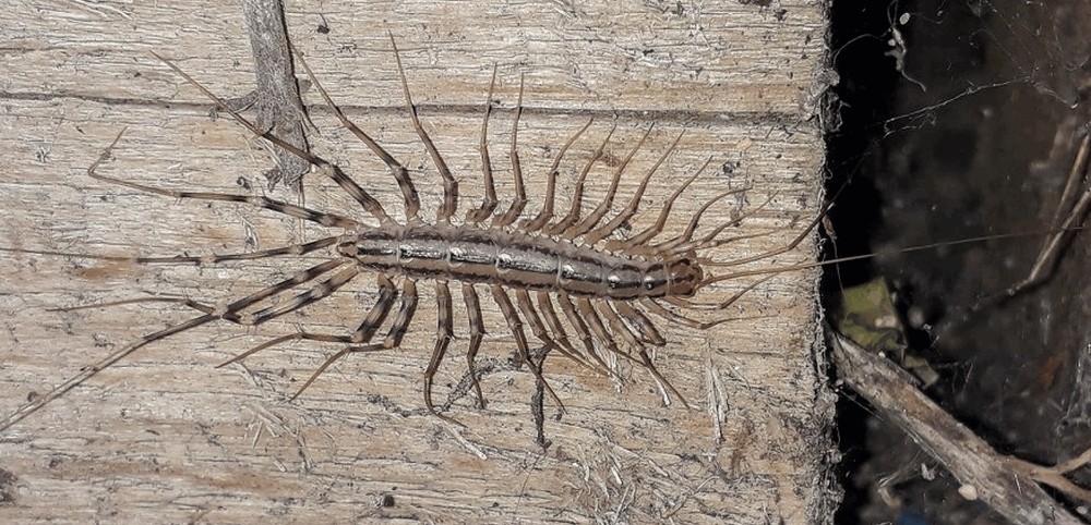 Scutigera_coleoptrata013a.jpg