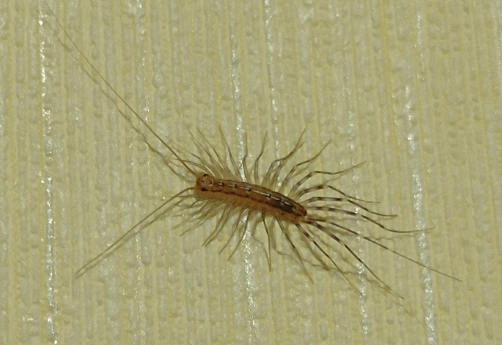 Scutigera_coleoptrata1a.jpg