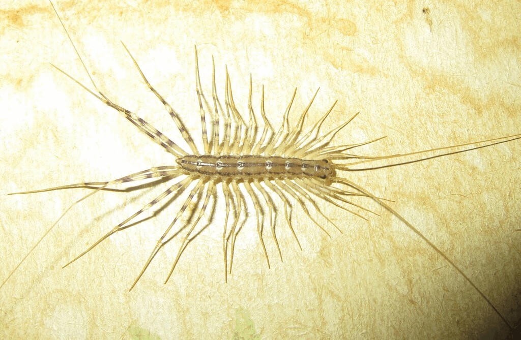 Scutigera_coleoptrata20.jpg