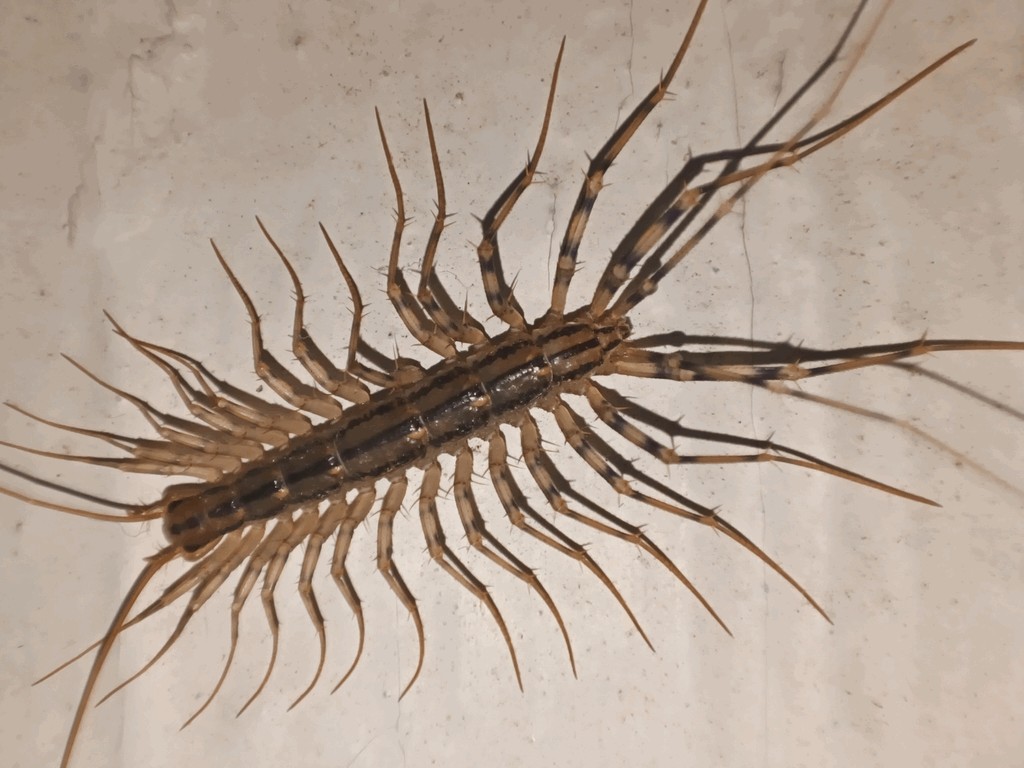 Scutigera_coleoptrata21.jpg