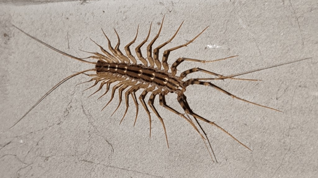 Scutigera_coleoptrata22.jpg
