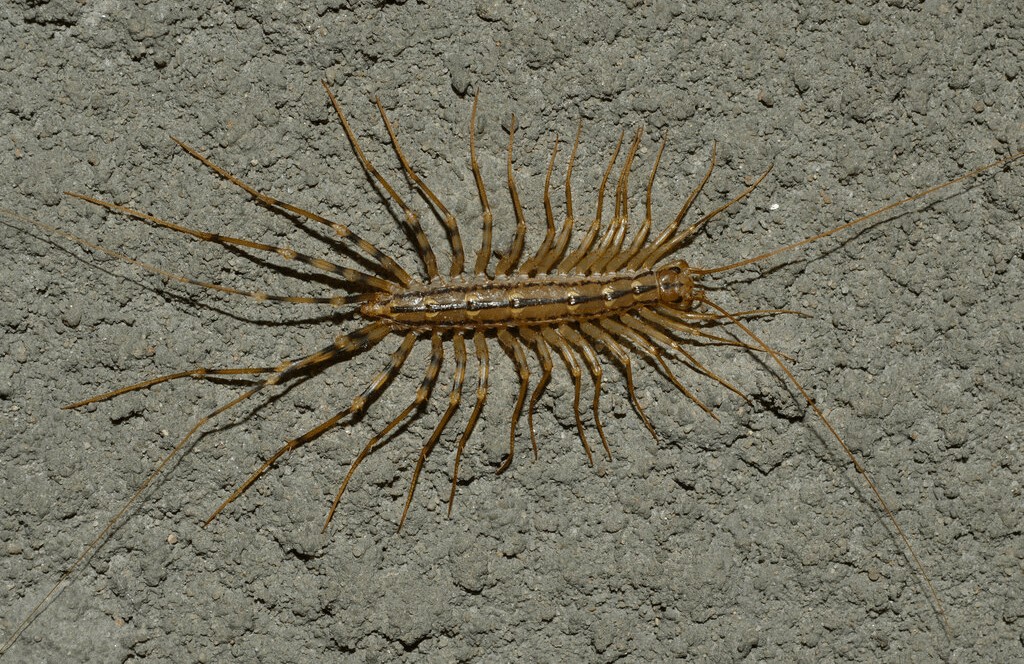 Scutigera_coleoptrata23.jpg