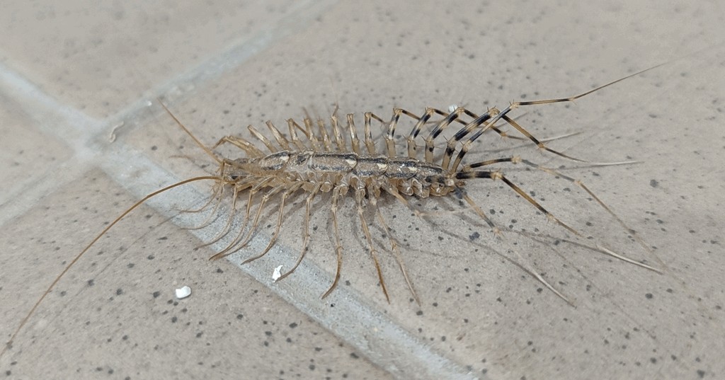 Scutigera_coleoptrata24.jpg