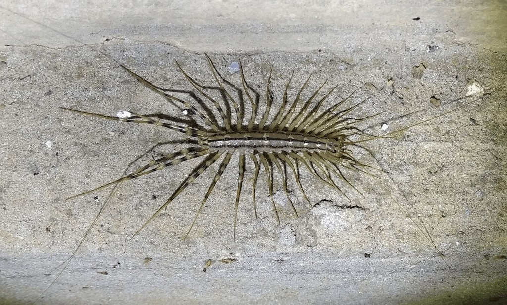 Scutigera_coleoptrata26.jpg