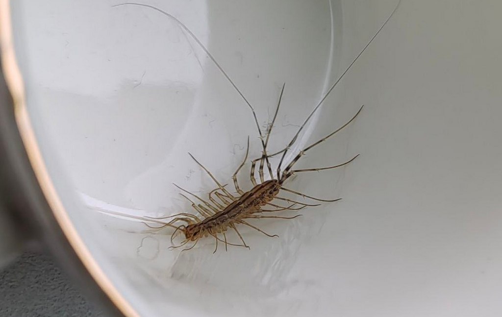 Scutigera_coleoptrata_VS1.jpg
