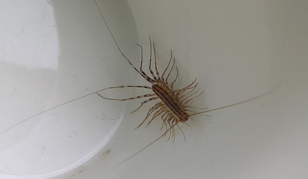 Scutigera_coleoptrata_VS2.jpg