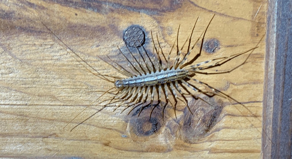 Scutigera_coleoptrata_eh_M.jpg