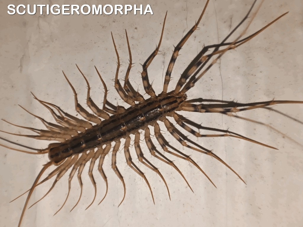 Scutigeromorpha.jpg