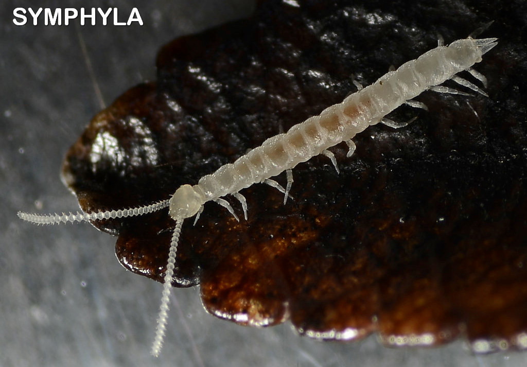 Symphyla0A.jpg